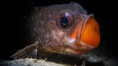 Цей відданий батько "виношує" своїх малят у роті