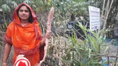 চাঁপাইনবাবগঞ্জের নাচোলে বেশ কিছু কৃষক কাসাভা চাষ করছেন। 