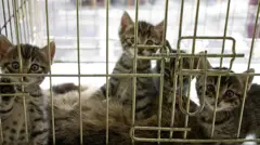 kafeste kedi yavruları 