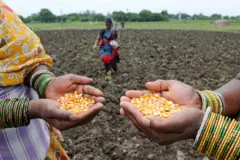 ચોમાસમાં વાવણી, બિયારણ, 