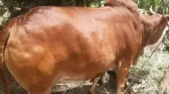 Sangaa gabaaf qophaa'e