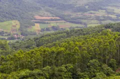 Plantaçãocassino com saque pixeucalipto