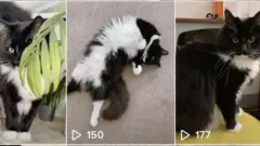 Kedi Buffy'ye ait paylaşımlar 