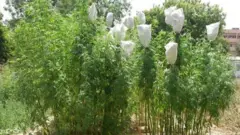 கஞ்சா, போதைப்பொருள், விவசாயம் 