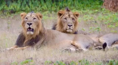 انڈیا میں شیروں کی جوڑی 