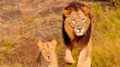 ਗਿਰ ਜੰਗਲ ਦੇ ਸ਼ੇਰ