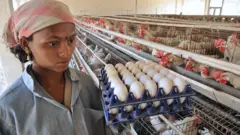 கோழி முட்டையை சிறிதாகவும், அதன் ஓட்டை மெல்லியதாகவும் மாற்றும் வெப்ப அலை - முட்டையில் சத்துகள் குறையுமா?
