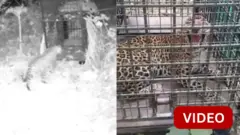 சிறுத்தை