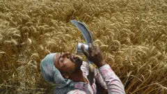 ਝੋਨਾ