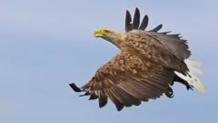 व्हाईट टेल्ड इगल