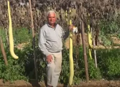 यहां उगाई गई सबसे लंबी लौकी