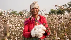 બીબીસી ગુજરાતી, ગુજરાત, કપાસની ખેતી, કપાસ, ખેડૂતો