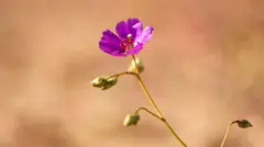 Љубичасти цвет у пустињи