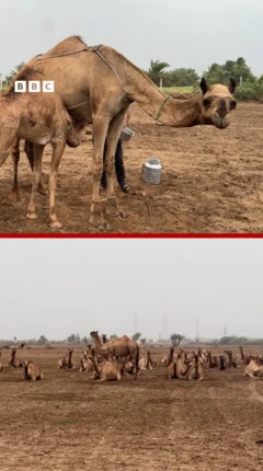 કચ્છ : ઊંટડીનું દૂધ કેમ ચાખીને લેવામાં આવે છે?
