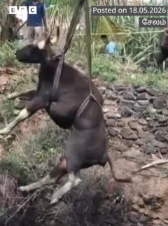 கிணற்றில் விழுந்த காட்டுமாடு மீட்பு
