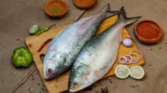 भारत-बांगलादेशमधील 'फिश डिप्लोमसी' काय आहे? त्याला यंदा तडा जाऊ शकतो?