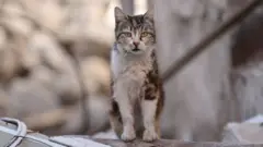 قرار بود این مسابقه به هدف جمع‌آوری کمک‌های مالی برای یک مدرسه محلی در کانتربری در جزیره جنوبی برگزار شود
