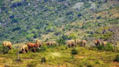 Dawoo Arbaa Baabbilee