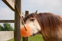 Cavalo lambendo um bloco de sal