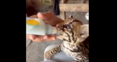 Jaguatirica é alimentada com mamadeira