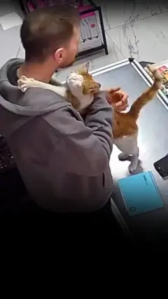 кіт