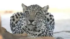 النمر العربي