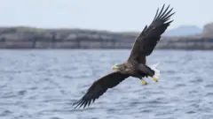 eagle