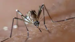 حمى غرب النيل