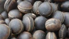 Horse Eye Bean (Ukpo) - Di soup thickener wey dey give strong bones and teeth 