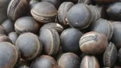 Horse eye bean seeds