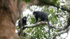 Two monkeys sit on a tree branch looking directly towards the camera. There is a blurred tree trunk in the front of the shot that the camera is sitting behind. The sky is white and there is green foliage in the background.