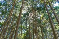 Vista de un bosque de cipreses japoneses.