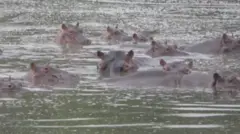 நீர் யானை, உலகம்