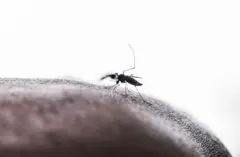 ماهرین وايي، غوماشي هر کال نژدې ۴۰۰ میلیونه کسانو ته ناروغۍ خپروي.