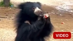 கரடிக்கு கூல் டிரிங்ஸ் கொடுத்த இளைஞர்