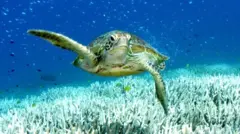 宁加鲁礁：澳洲珊瑚礁陷入“水下丛林大火”危机