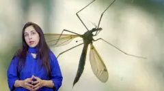ڈینگی