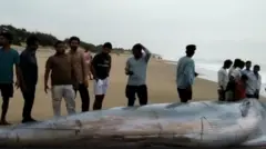 கரை ஒதுங்கிய நீலத் திமிங்கலம் 