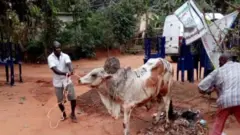 Ehi eji eme akwamozu