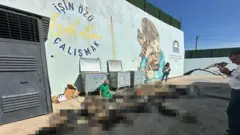 Gebze sokak hayvanları.