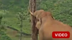 காணொளி: மரத்தை முட்டித் தள்ளிய காட்டு யானை