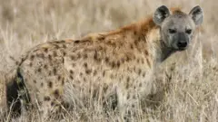 Waraabeessi miidhaa qaqabsiisaa jira