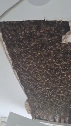 سه کلونی زنبور در خانه‌ای در اسکاتلند پیدا شد که در هر کدام از آنها حدود ۶۰ هزار زنبور وجود داشت.