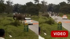 பந்திப்பூர், யானை, வனவிலங்கு