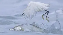 Peixe-torpedo pega outro peixe menor, bem embaixo do bico de uma pequena garça