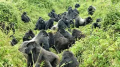 గొరిల్లాలు, అడవులు, వన్యప్రాణులు, వైల్డ్ లైఫ్