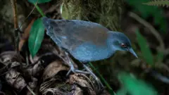 Uma sanã-das-galápagos pousa entre folhas secas e fios de musgo na ilha de Floreana