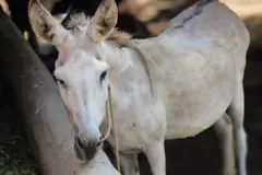 تصویر