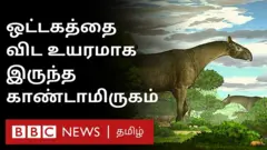 புதிய இன காண்டாமிருகம்