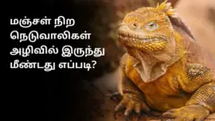 கலபகோஸ் தீவில் வசித்து வந்த மஞ்சள் நிற உடும்புகள் அழிவில் இருந்து மீண்டது எப்படி?